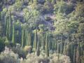 gal/Vacances/Tourrettes_a_visiter_sans_moderation/_thb_Grasse2007 216.jpg